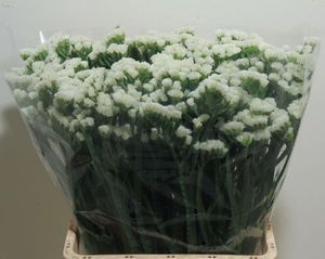 LIMONIUM ST WHITE STARL WINGS 60